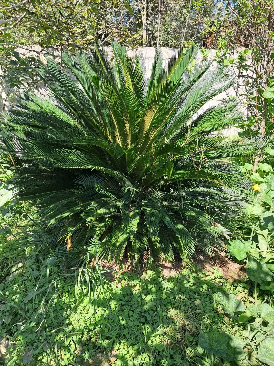 ویلا خانوادگی قاسمی ۲|اجارهٔ کوتاه‌مدت ویلا و باغ|کوچصفهان, |دیوار