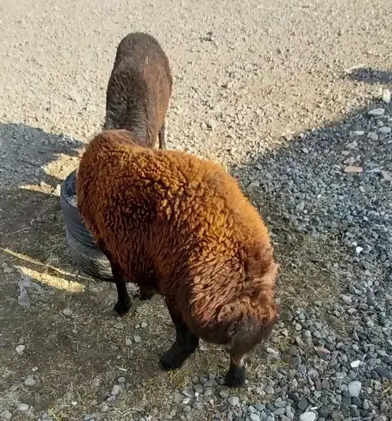 دوعددبره نرچاق|حیوانات مزرعه|آذرشهر, |دیوار