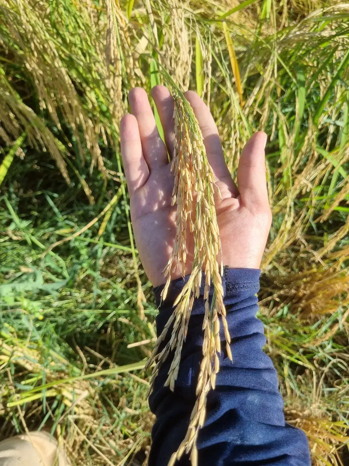 برنج دم سیاه|خوردنی و آشامیدنی|مینودشت, |دیوار