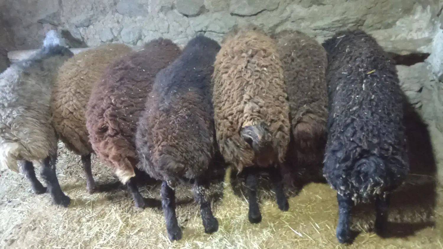 بره نر|حیوانات مزرعه|کنگاور, |دیوار