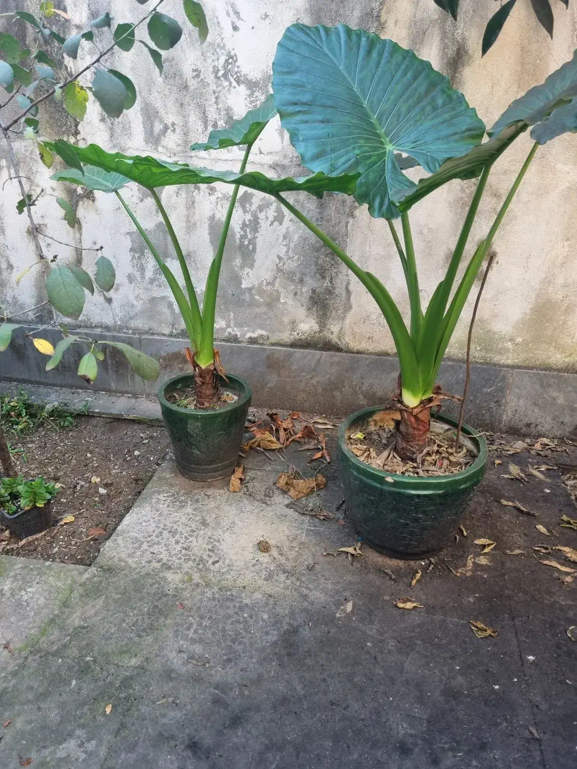 گل بابا آدم با گلدان|گل و گیاه طبیعی|رشت, استقامت ۱|دیوار