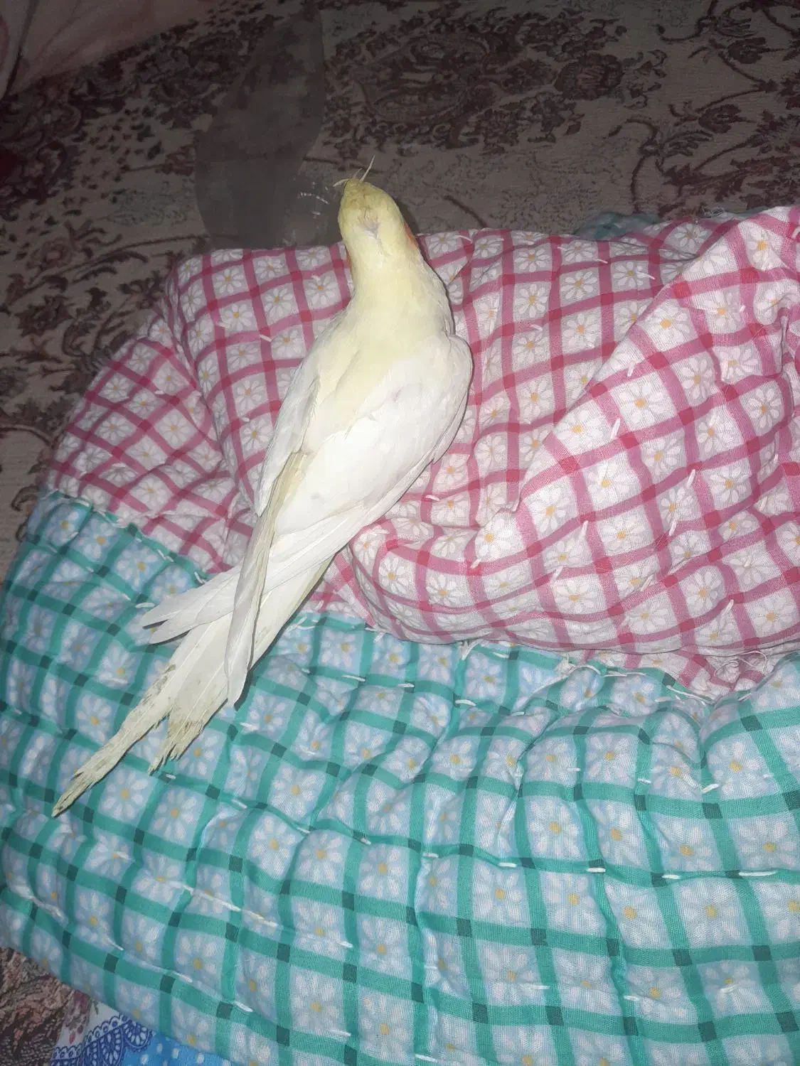 یک جفت عروس هلندی نر فندق ماده لیمو|پرنده|خلخال, |دیوار