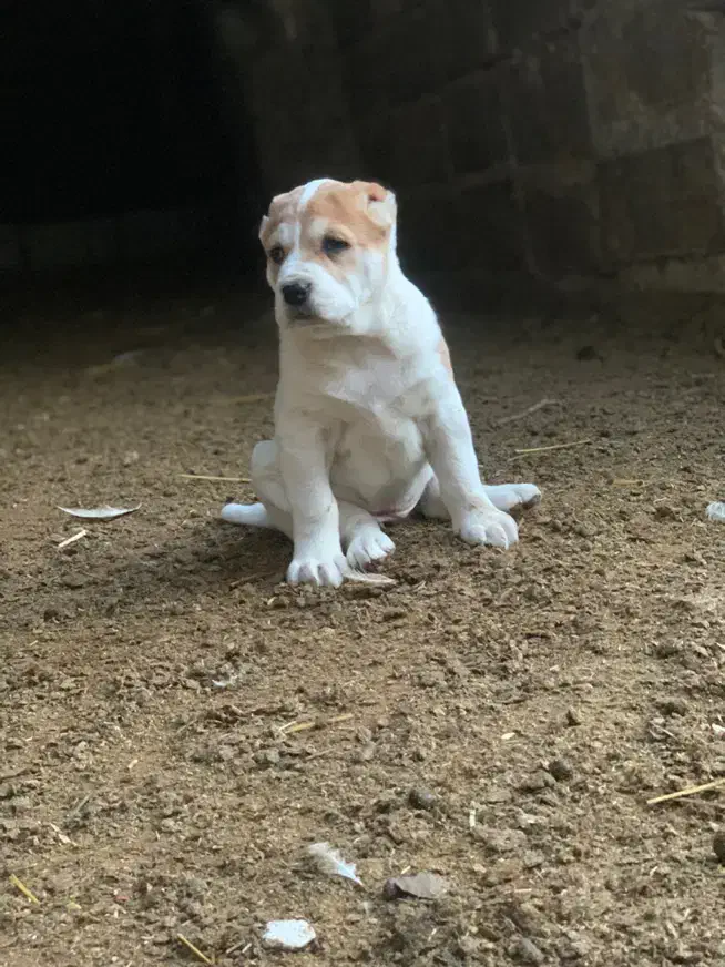 واگذاری سگ الابای|سگ|گنبد کاووس, |دیوار