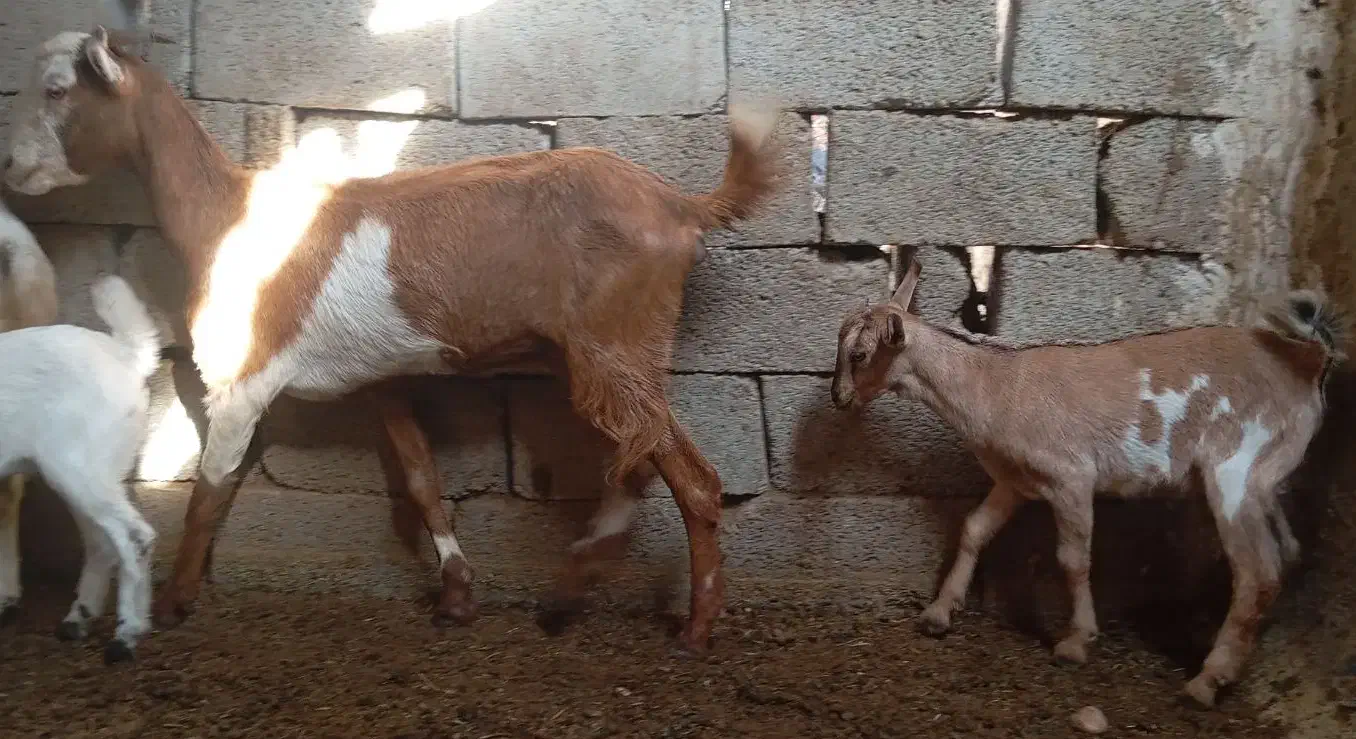 فروش دو تا بز یک کهری|حیوانات مزرعه|رویدر, |دیوار