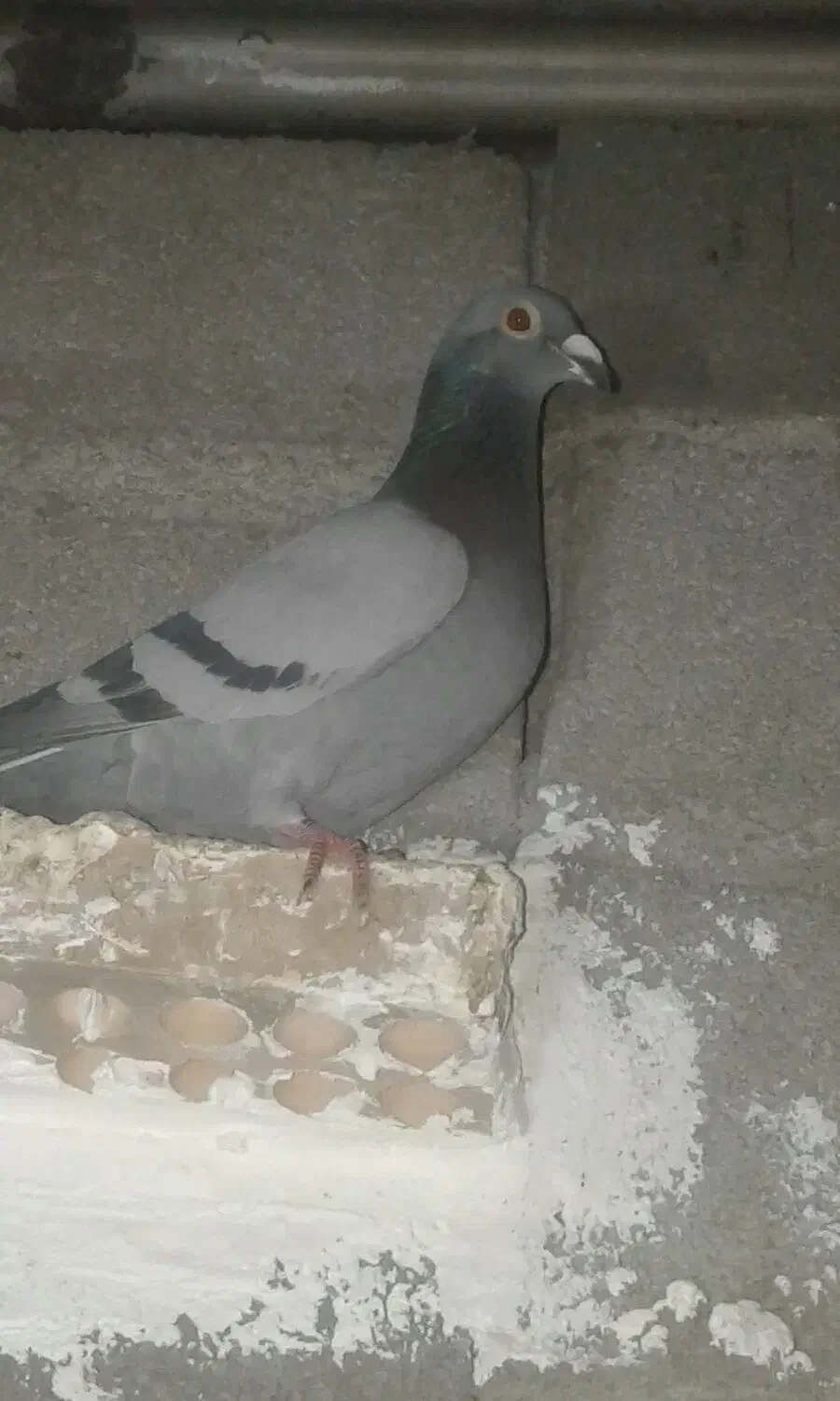 کبوتر|پرنده|مسجد سلیمان, |دیوار