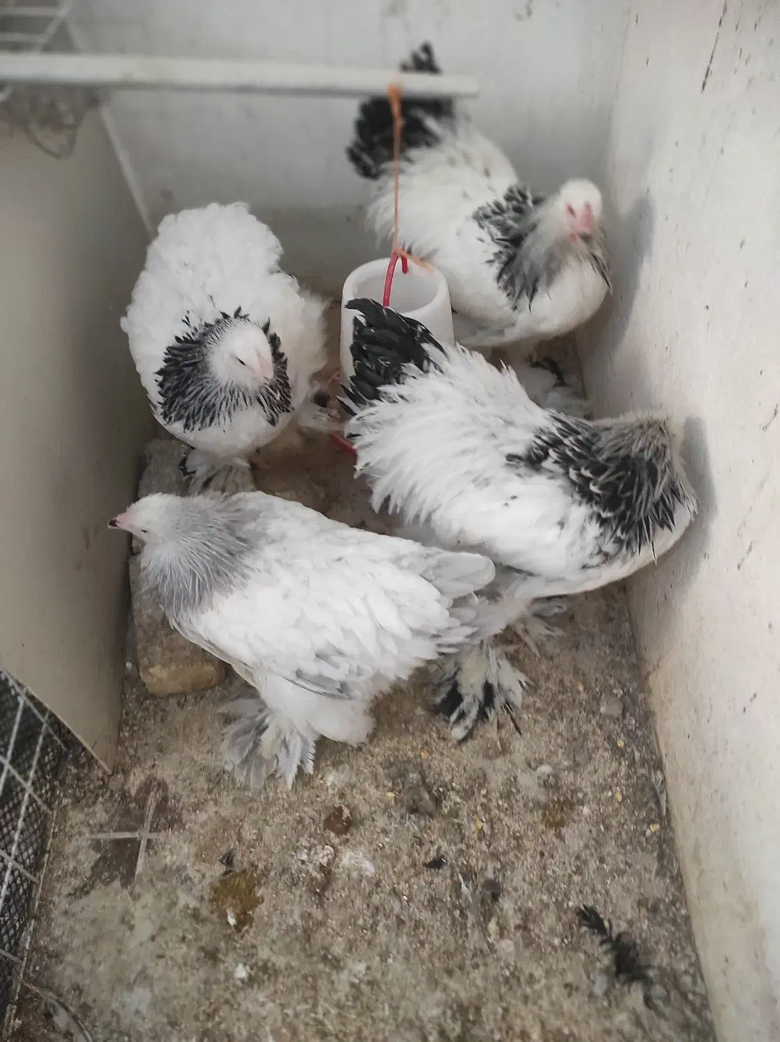 نیمچه برهما وارداتی ،ویاندوت بلورد، سیبرایت بوف|حیوانات مزرعه|شیراز, امام حسین|دیوار