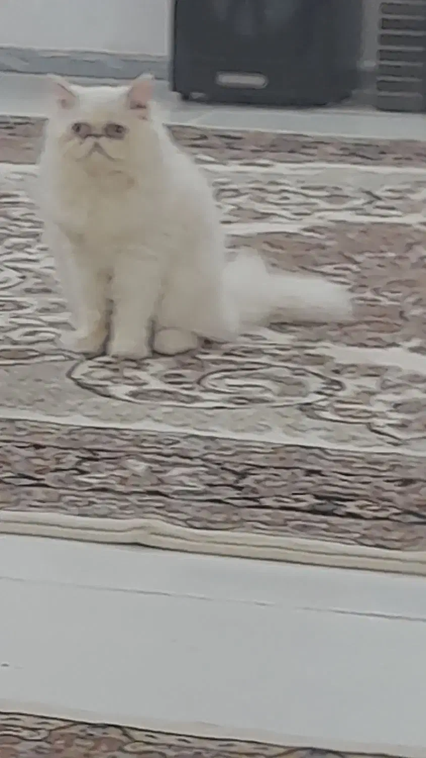 گربه تربیت شده|گربه|تربت جام, مطهری|دیوار