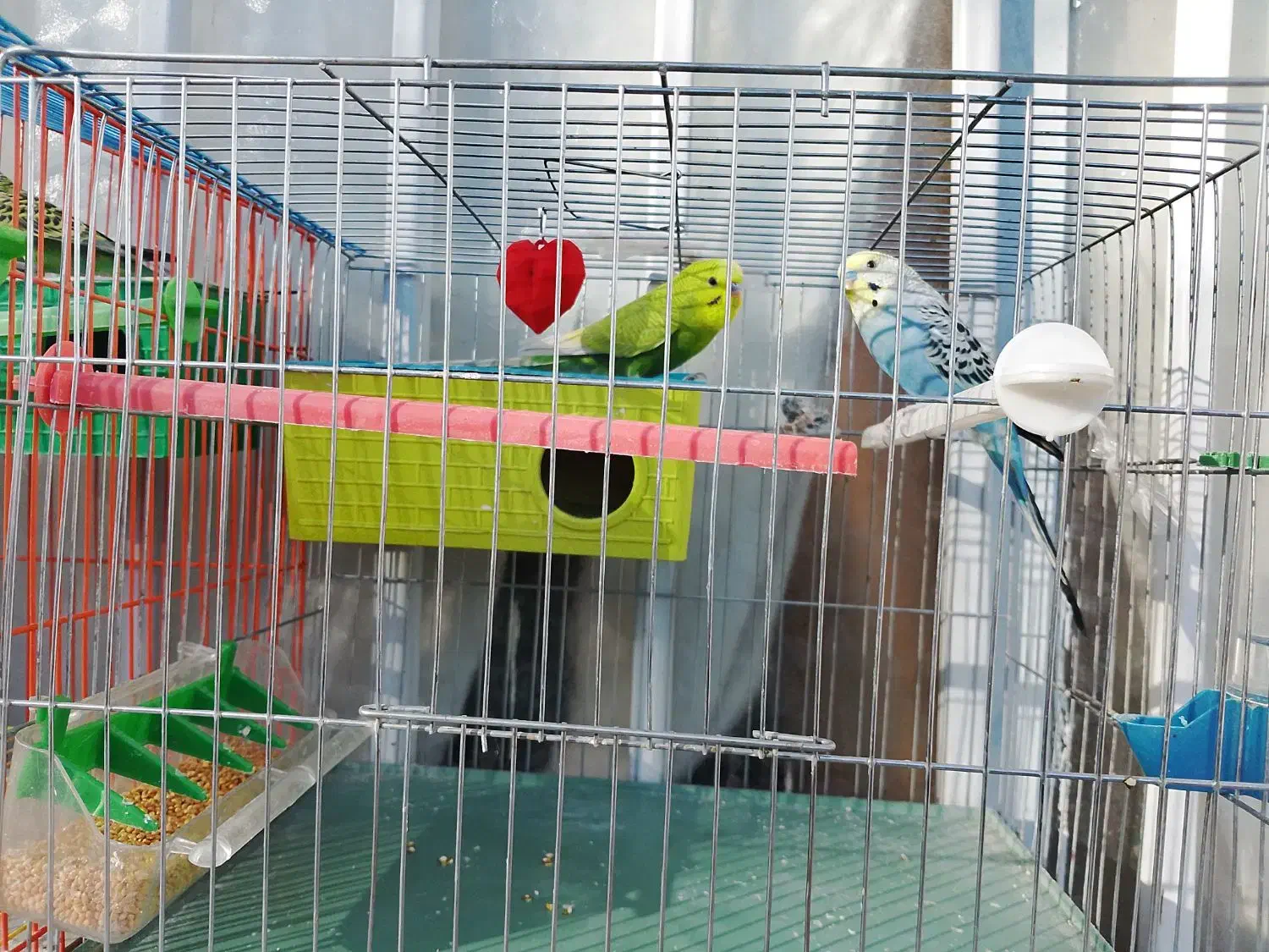 مرغ عشق|پرنده|ایرانشهر, |دیوار