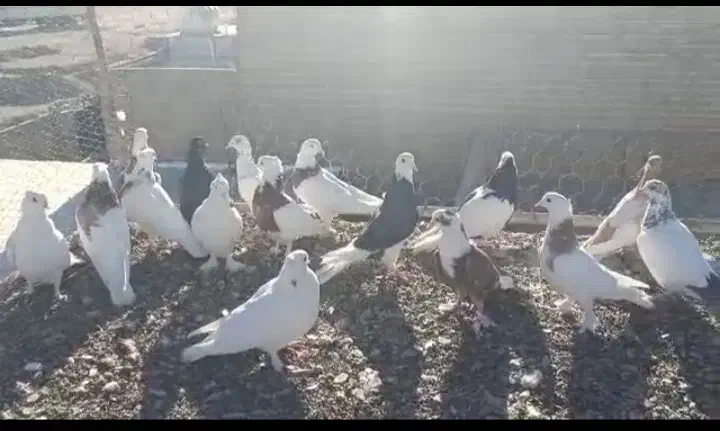 ۱۸عدد کفتر رنگی|پرنده|سراوان, |دیوار