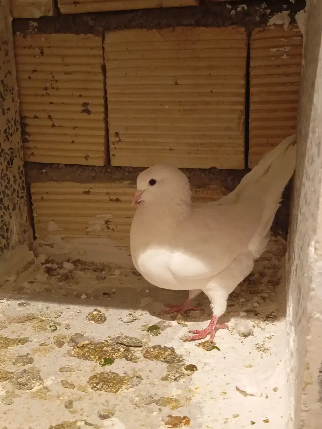 کبوتر|پرنده|بیستون, |دیوار