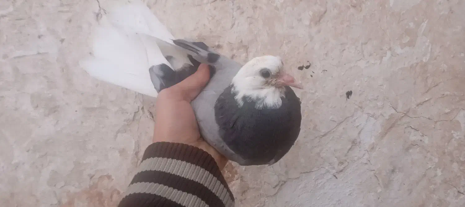 کفتر گمشده|پرنده|مهدی شهر, |دیوار