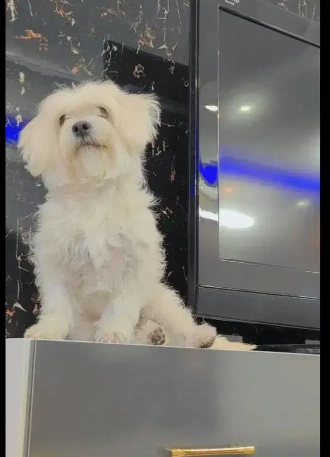 سگ پشمالو|سگ|زاهدان, |دیوار