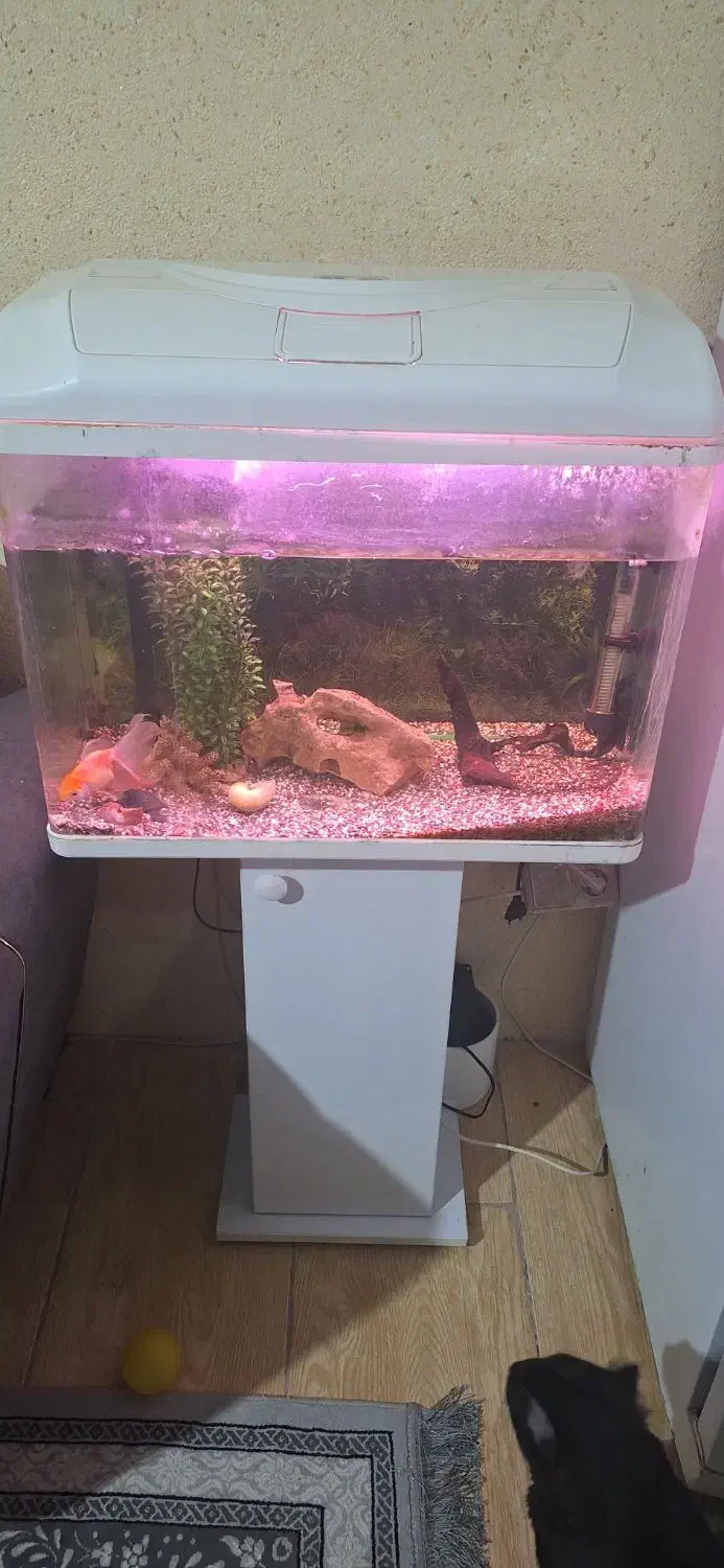 آکواریوم|ماهی|خرم‌آباد, |دیوار