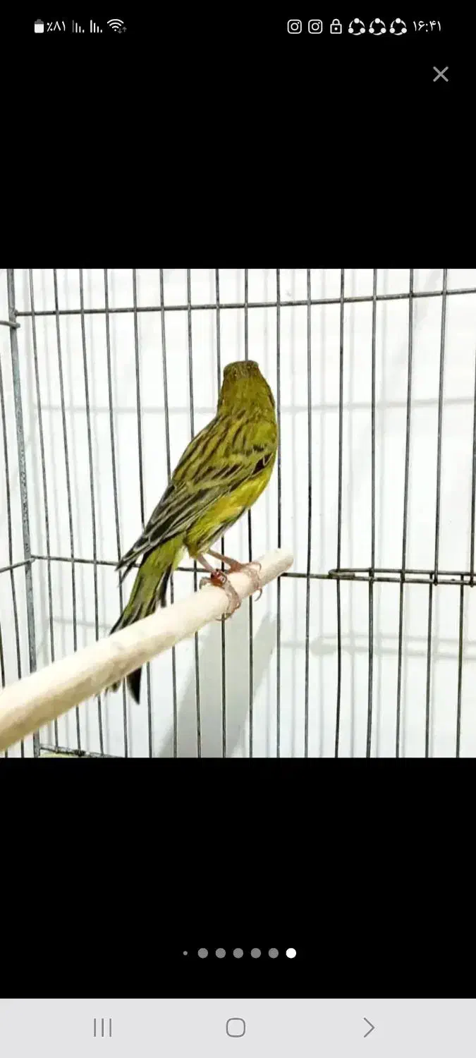 قناری|پرنده|داراب, |دیوار