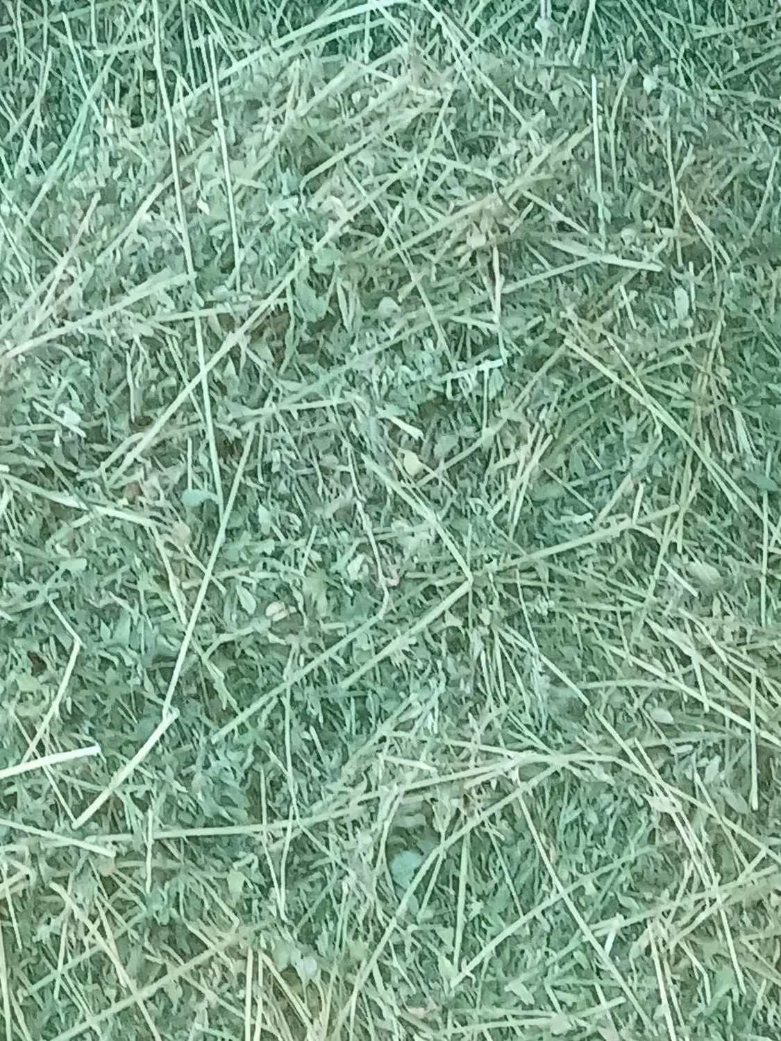 یونجه|عمده‌فروشی|تربت جام, یحیی آباد|دیوار