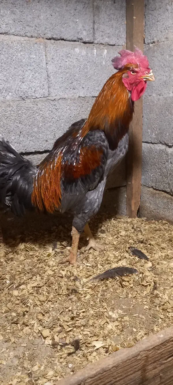 لاری اصیل|حیوانات مزرعه|حویق, |دیوار