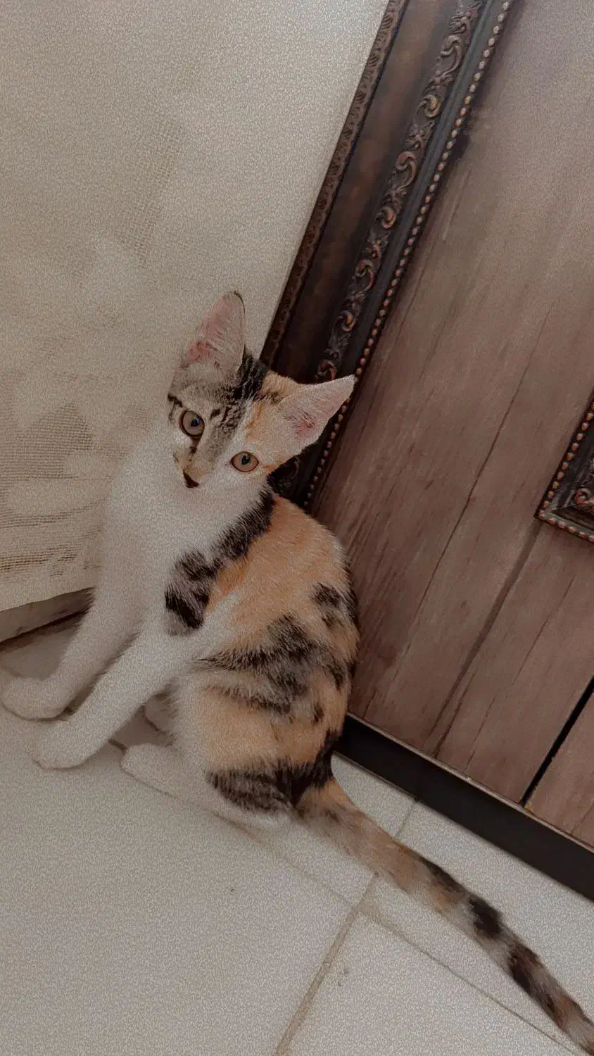 واگذاری بچه گربه ۴ ماهه کالیکو|گربه|گرمسار, |دیوار