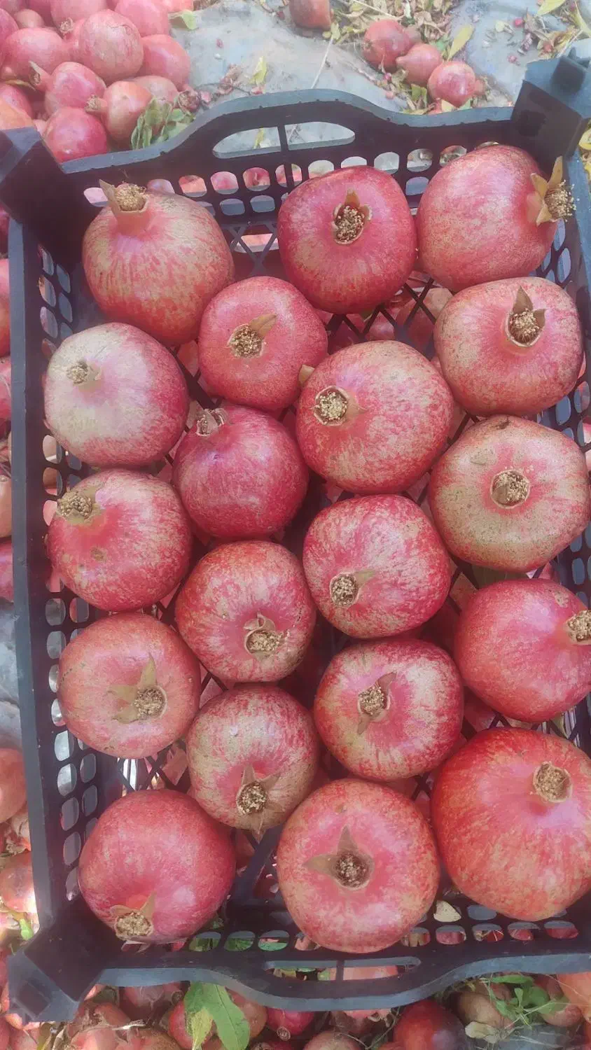 انار درجه دو ویک قیمت پایین|حراج|کوهنانی, |دیوار