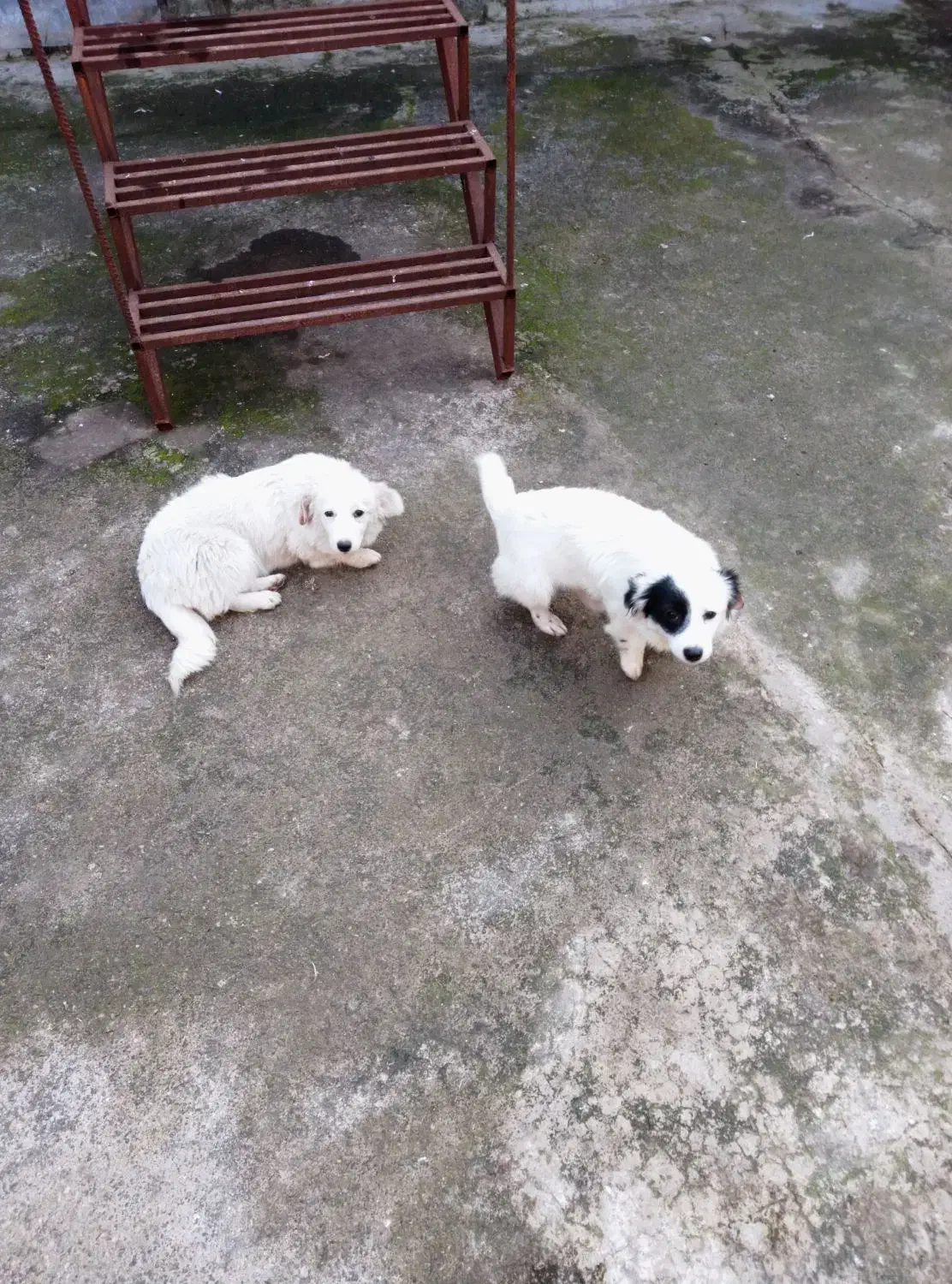 یک جفت توله سگ اشپیتز شش ماه|سگ|لولمان, |دیوار