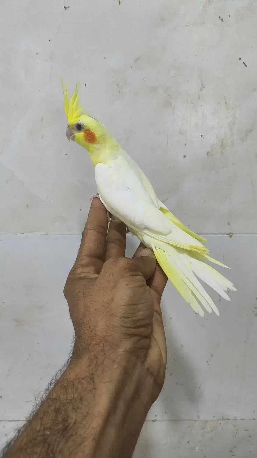 جوجه طوطی کوتوله و عروس هلندی|پرنده|بندرعباس, |دیوار