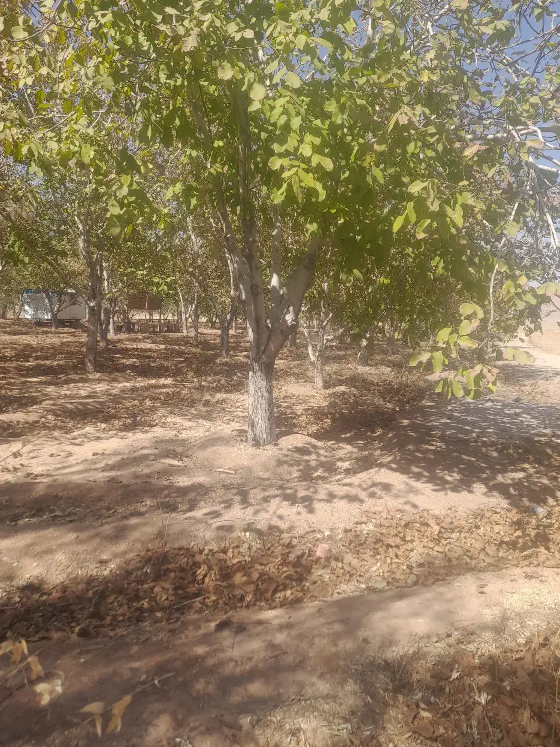 فروش چوب گردو|خدمات باغبانی و درختکاری|مبارکه, |دیوار