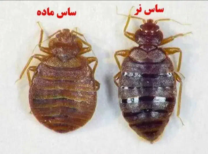 سمپاشی حرفه ای تنها دارنده گواهینامه معتبرHSE|خدمات نظافت|قدس, شهر‌قدس|دیوار