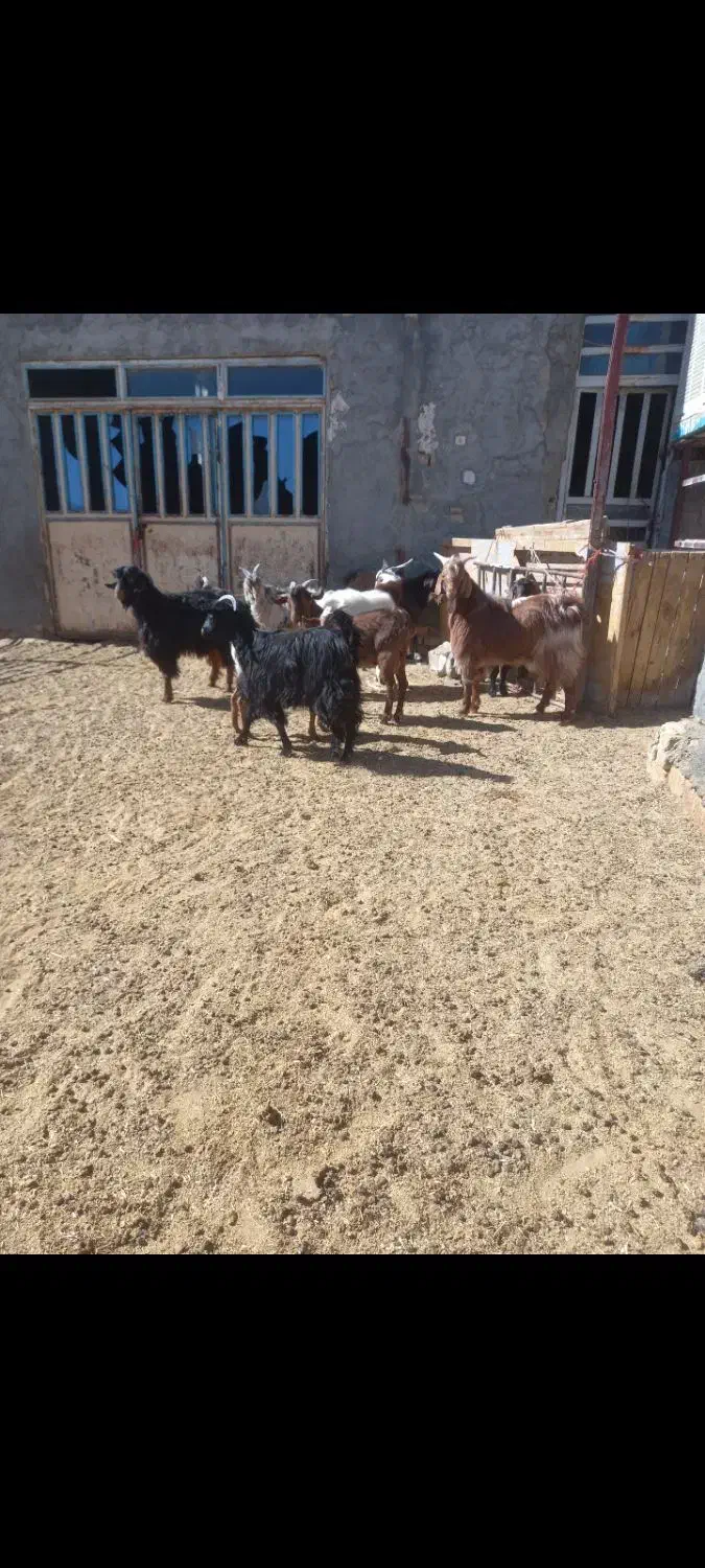 بزغاله داشتی کشتاری|حیوانات مزرعه|ساروق, |دیوار