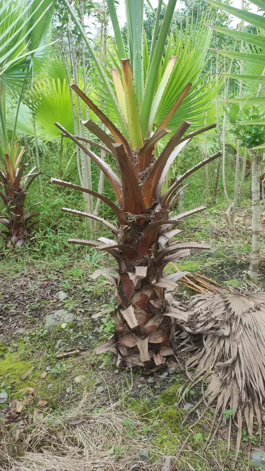 گل گیاه|گل و گیاه طبیعی|واجارگاه, |دیوار