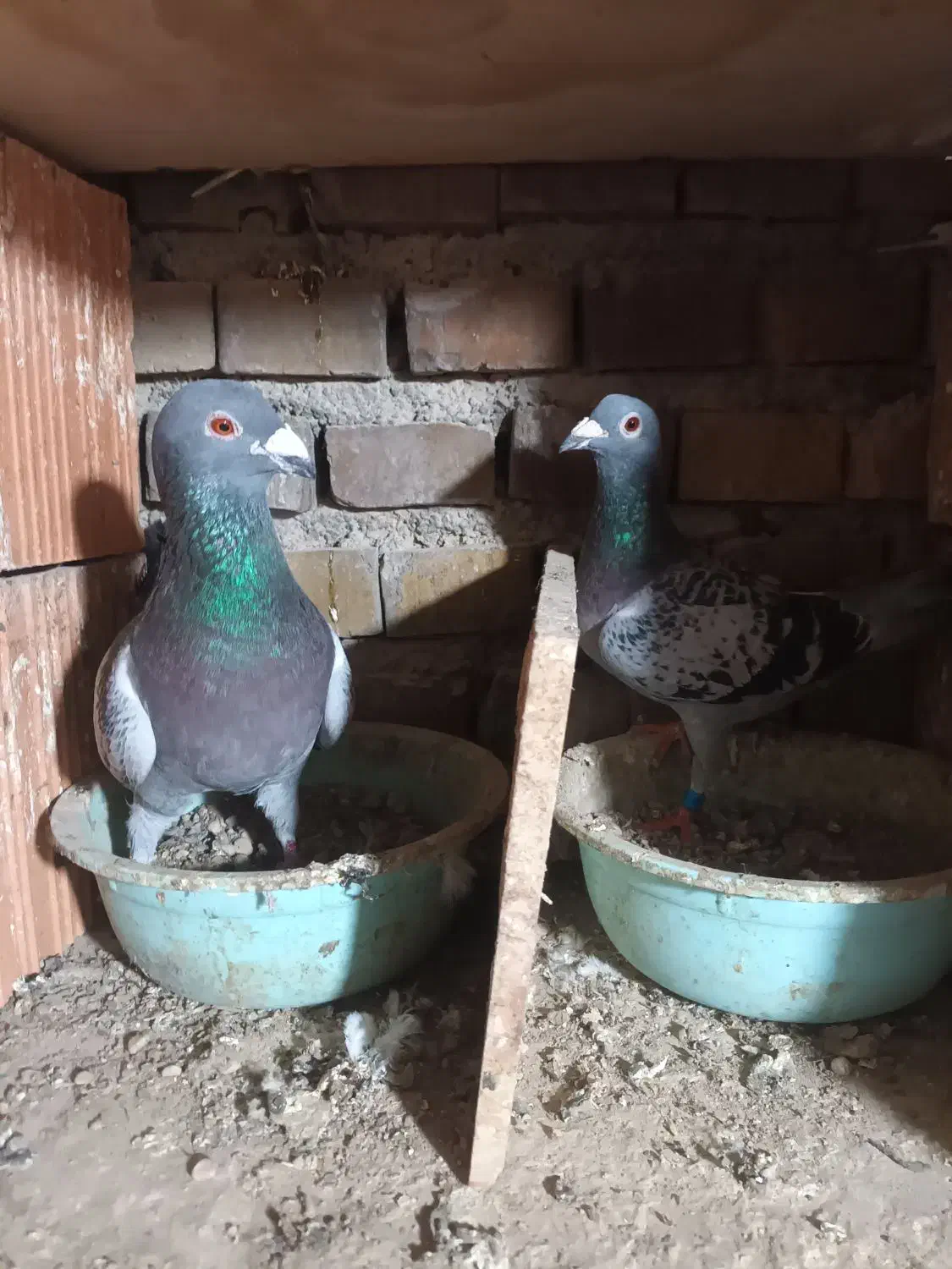 ۱ جفت آلمانی و چند تا رنگی|پرنده|گنبد کاووس, |دیوار