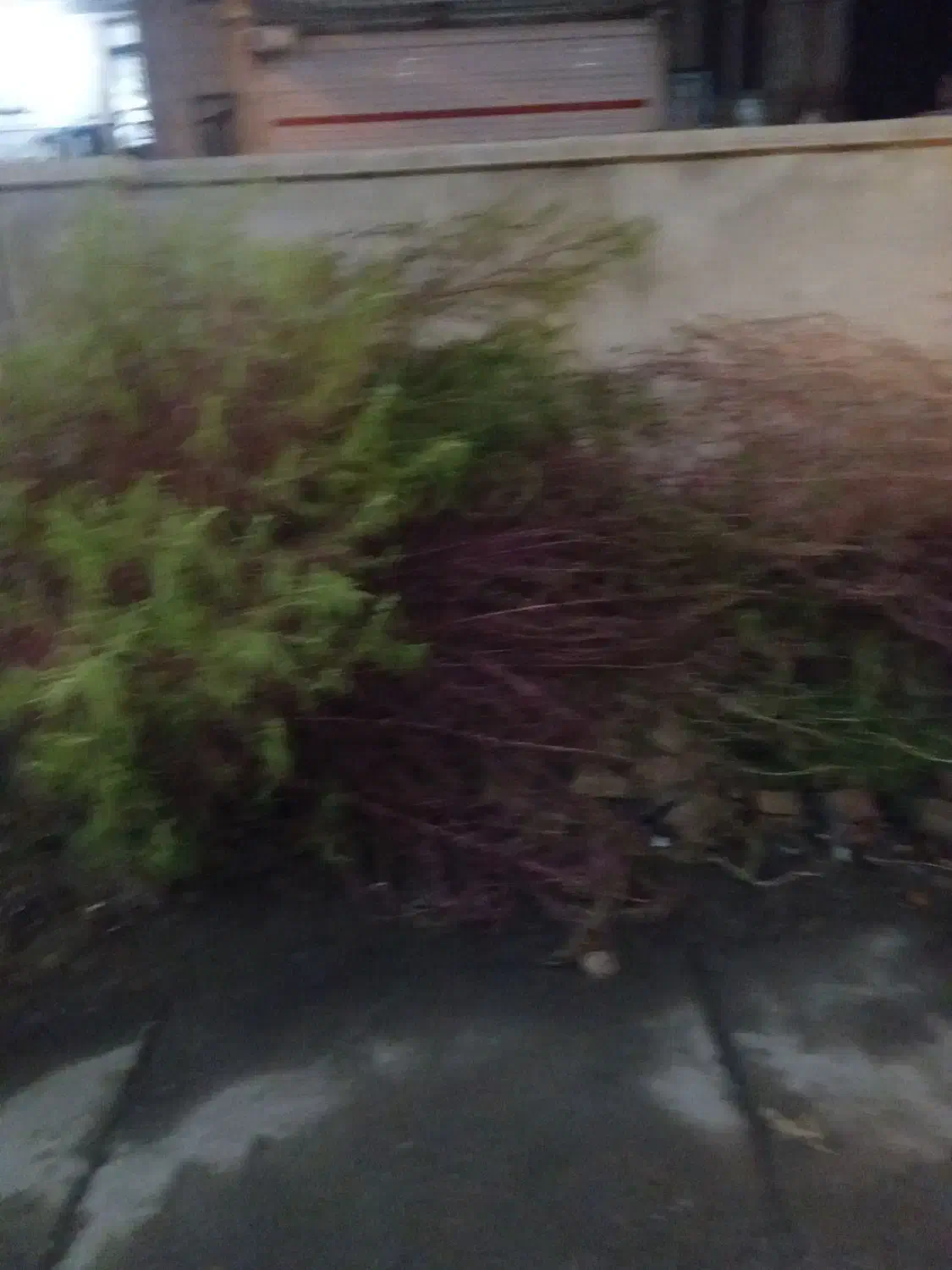 فروش جارو محلی به صورت یکجا|عمدهفروشی|بروجرد, |دیوار