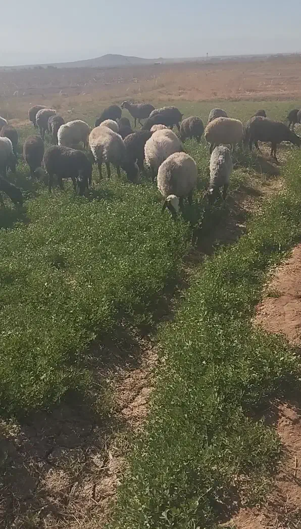 55راس گوسفند،میش بره دار،بره نر و ماده،فروش فوری|حیوانات مزرعه|تاکستان, |دیوار
