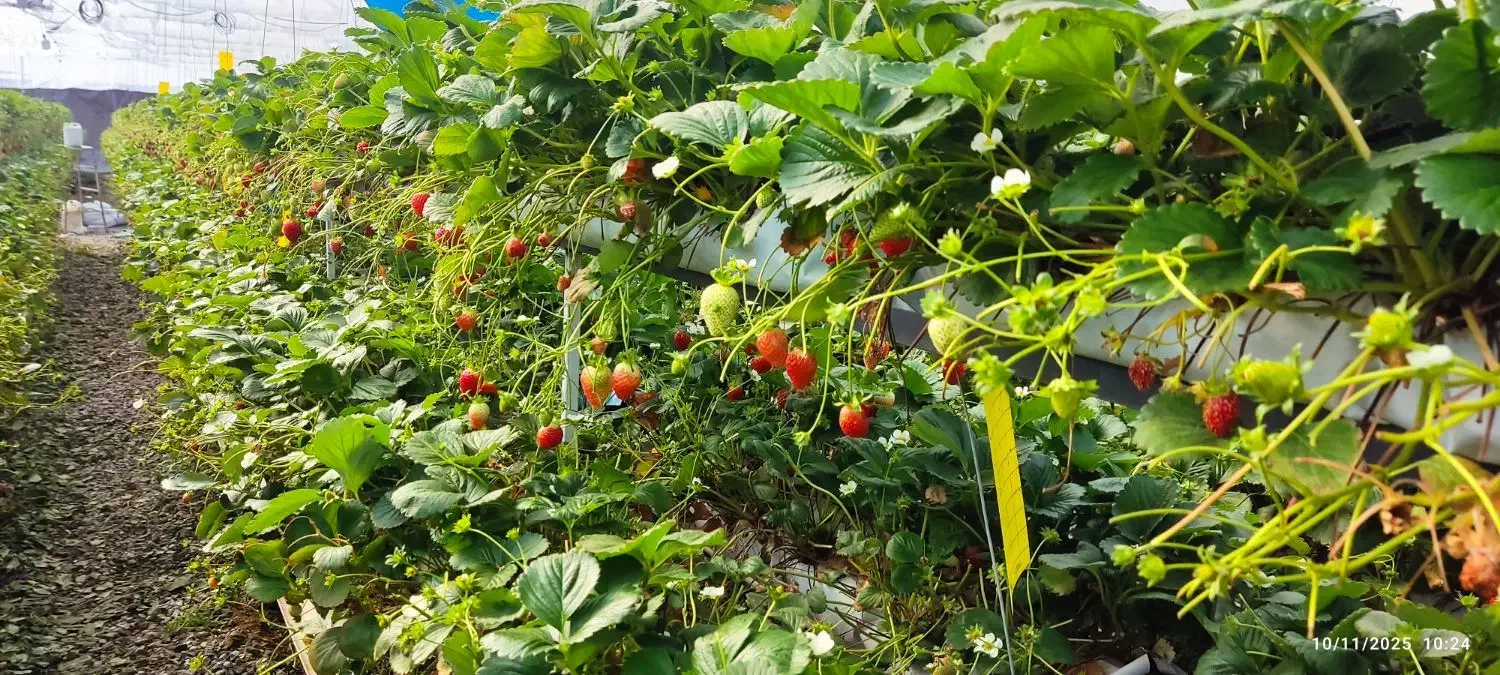 سرمایهگذاری|خدمات باغبانی و درختکاری|موچش, |دیوار