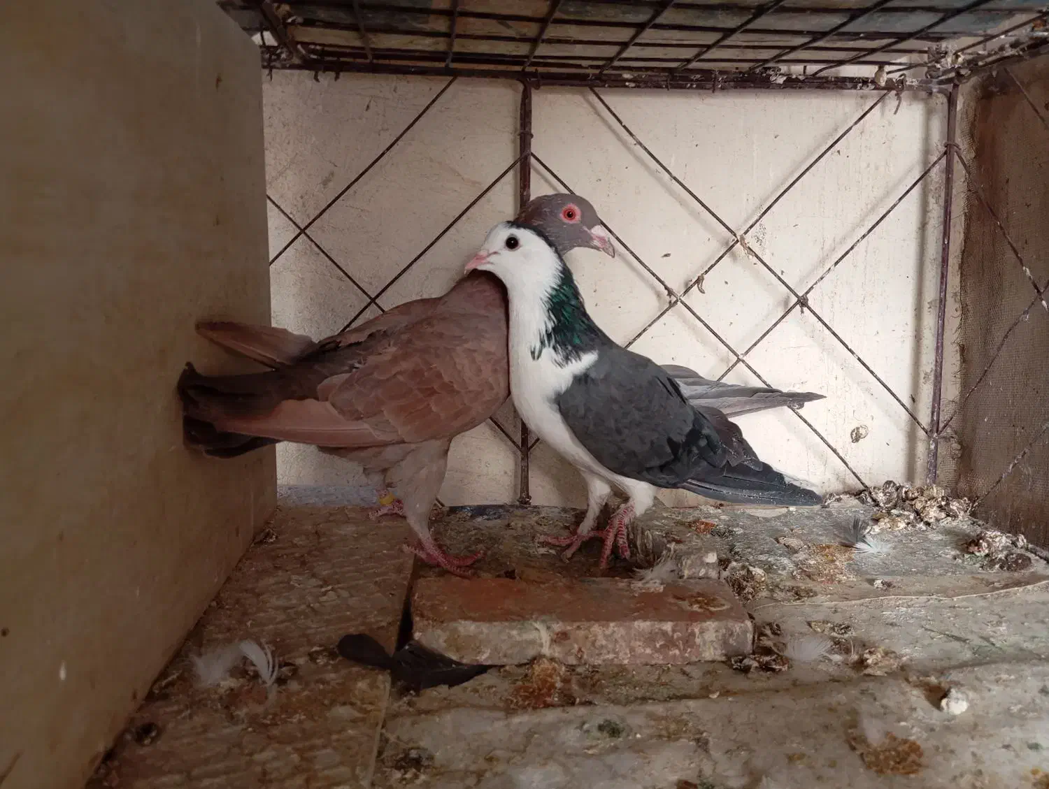 دمگیر پلاکی دولت اباد|پرنده|برخوار, |دیوار