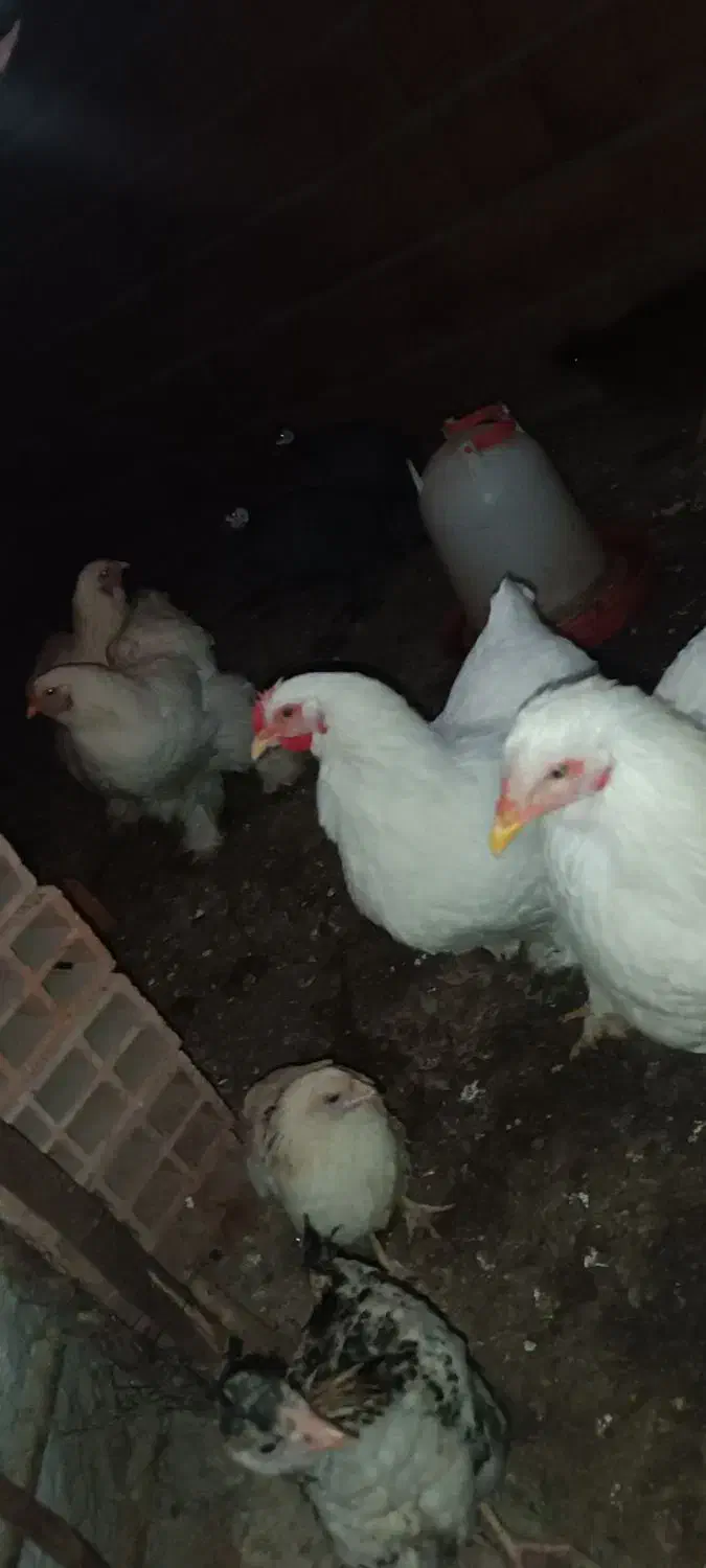 برهما|حیوانات مزرعه|کردکوی, |دیوار