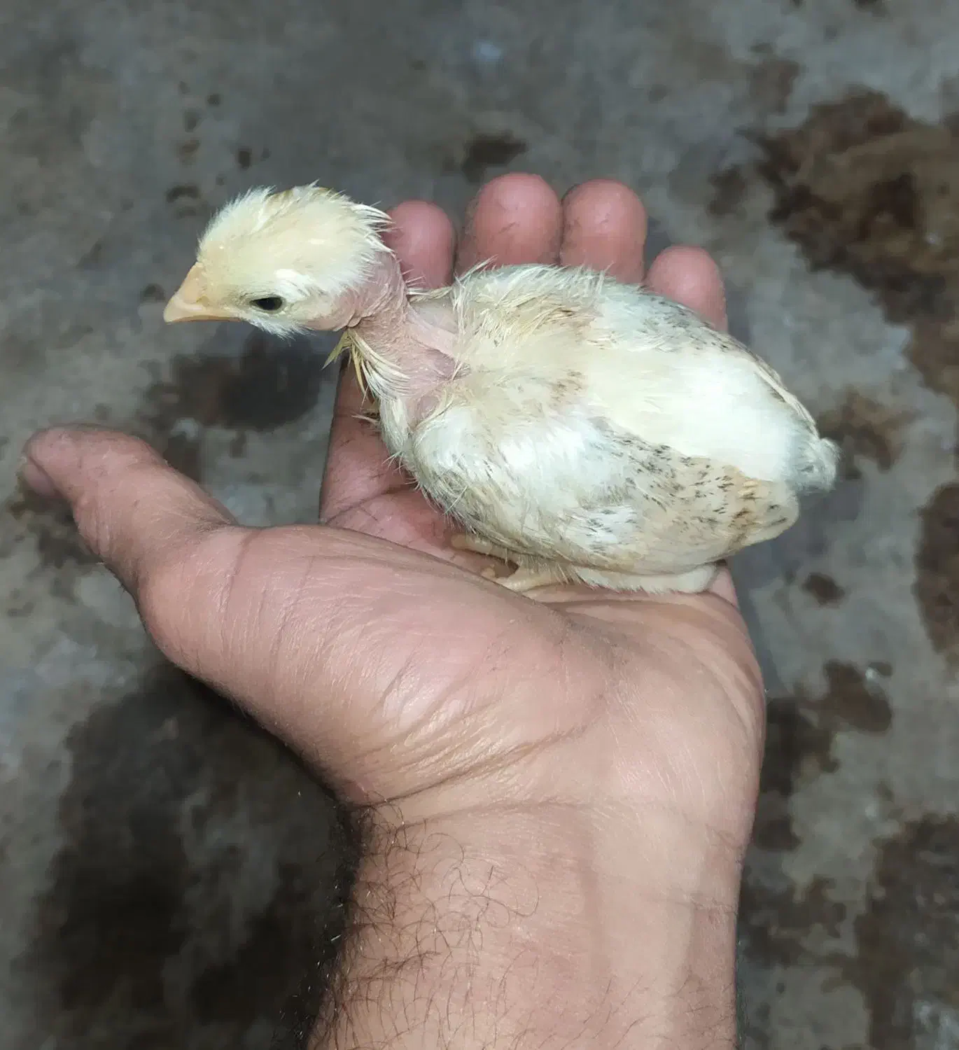 جوجه محلی گردن لخت و محلی|حیوانات مزرعه|رضوانشهر, |دیوار