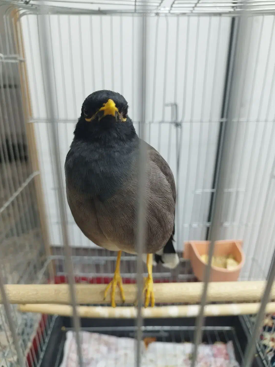 مرغ مینا دستی|حیوانات|اصفهان, شمس آباد|دیوار