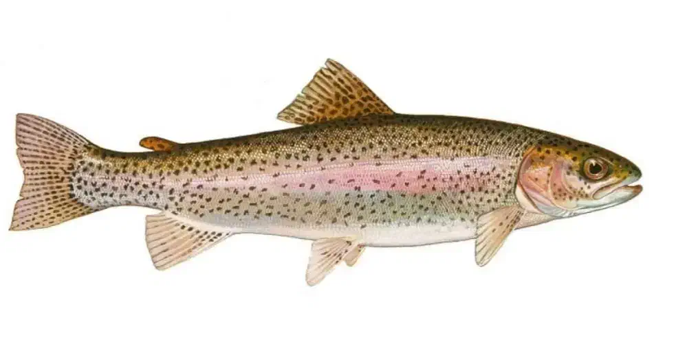 قزل آلا 300گرم|ماهی|احمدسرگوراب, |دیوار