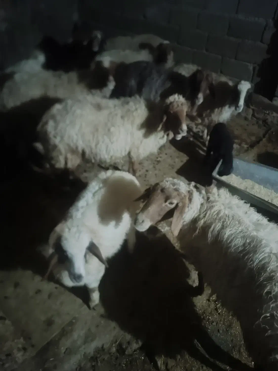 گوسفند 7عدد بفروش می رسد|حیوانات مزرعه|ایلام, |دیوار