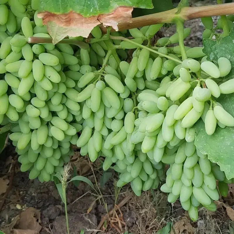 فروش انواع نهال خوشه ای در نهالستان غرب نهال|خدمات باغبانی و درختکاری|دهلران, |دیوار