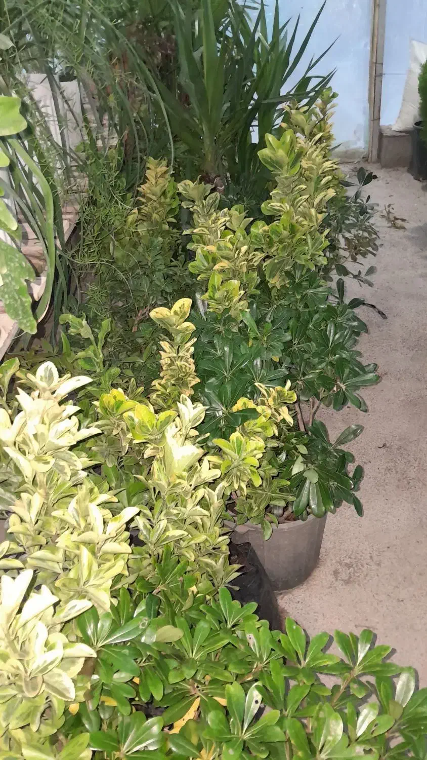 فروش سرو های توپی وخمره ای|خدمات باغبانی و درختکاری|مشهد مرغاب, |دیوار