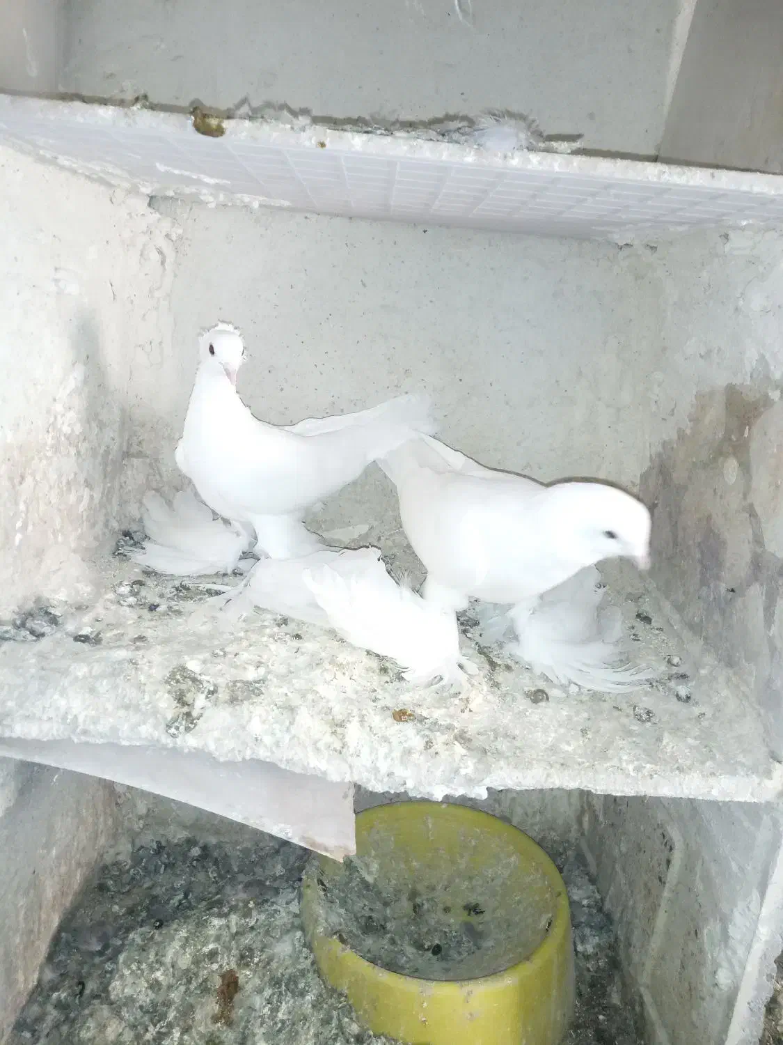 اویناخ لوطی|پرنده|اهر, |دیوار