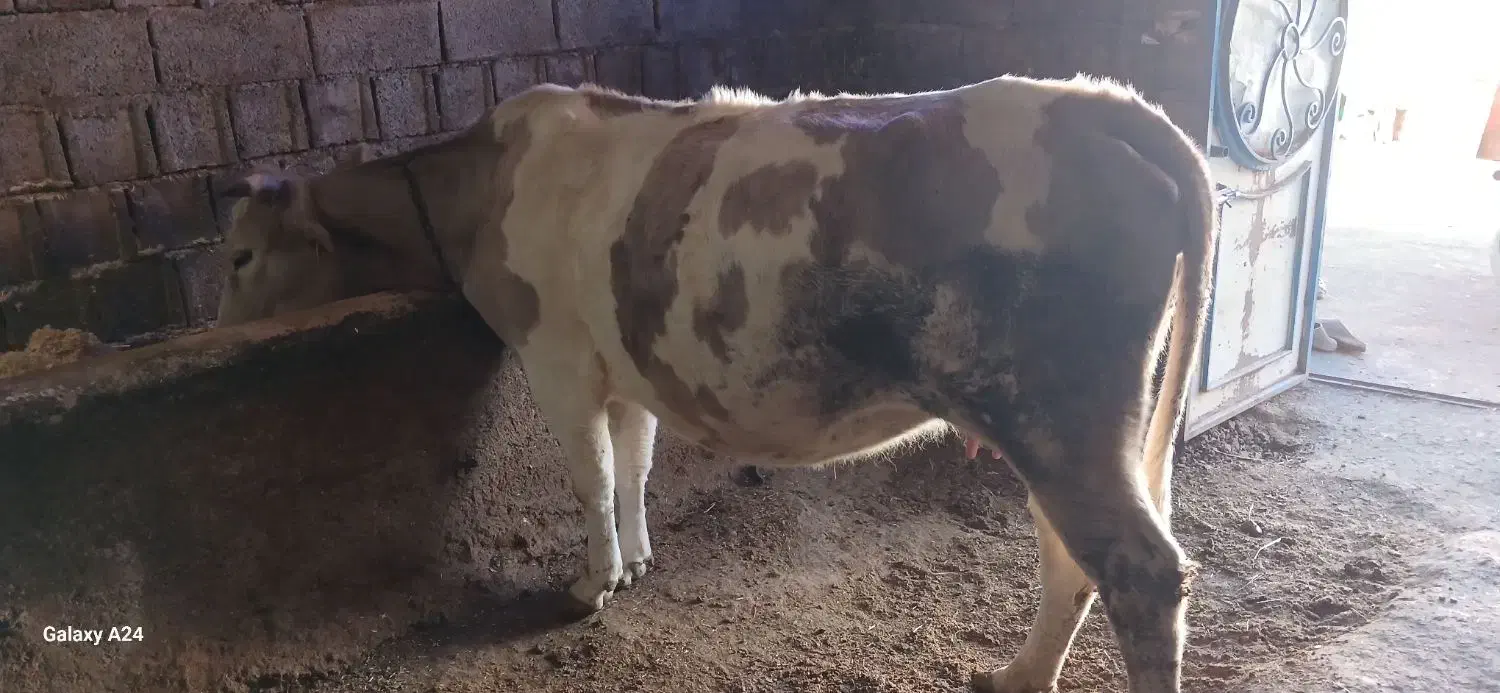 گاو|حیوانات مزرعه|اهر, |دیوار