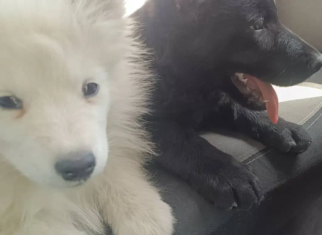 سگ نر و ماده|سگ|ری, سیزده آبان|دیوار