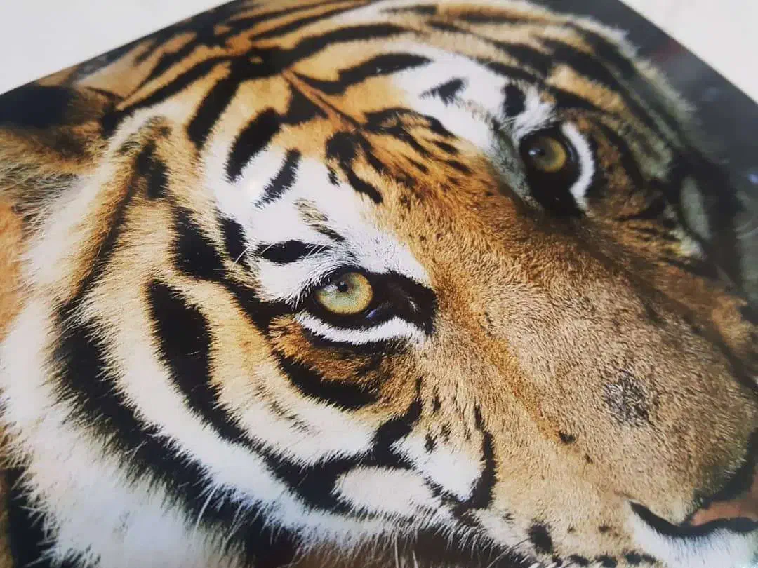 چاپ تخته شاسی با طرح دلخواه|تابلو، نقاشی، عکس|تهران, صادقیه|دیوار