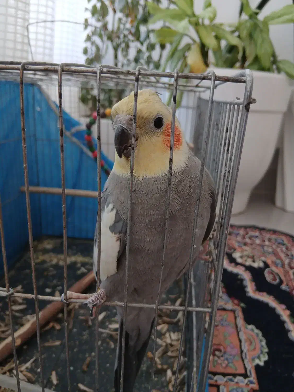 عروس هلندی|پرنده|لردگان, |دیوار