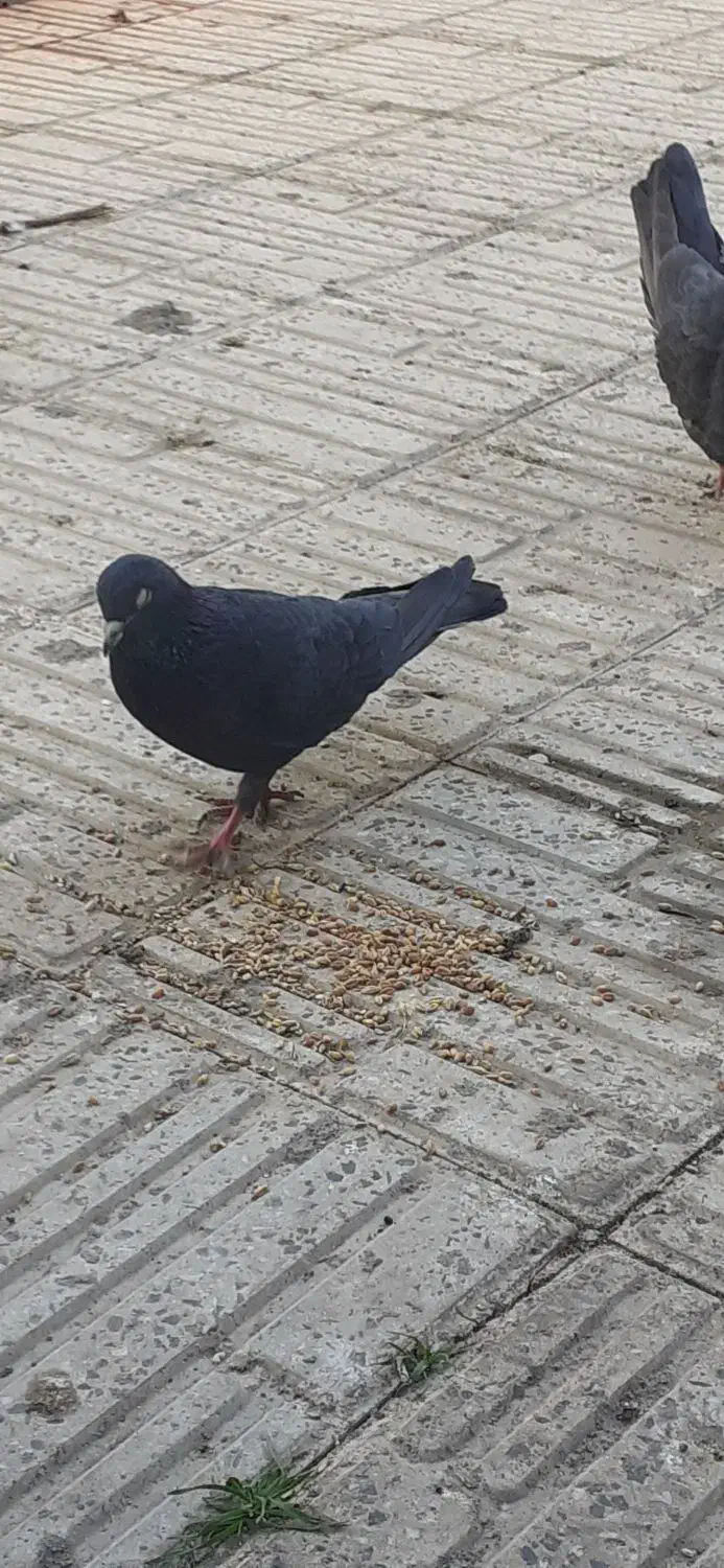 دو جفت کبوتر دوتا سیاه یکی سورور و یکی قرمز شازده|پرنده|نیر (اردبیل), |دیوار