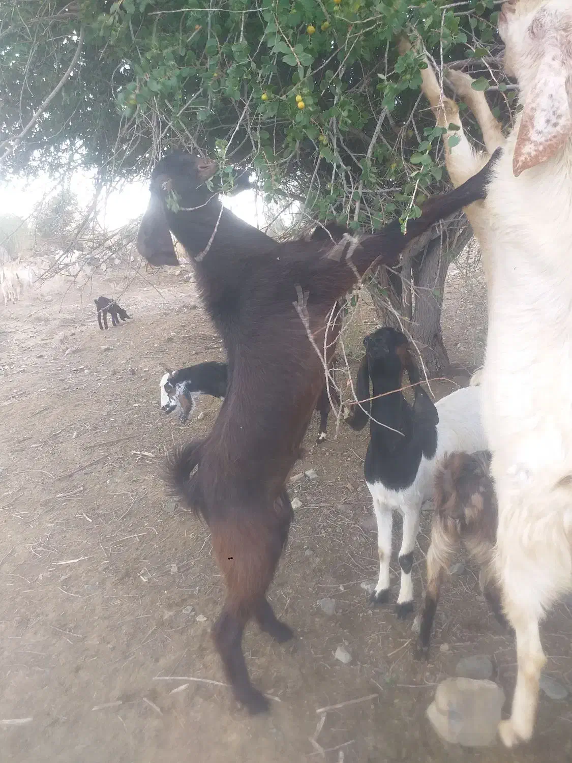 فروشی|حیوانات مزرعه|بلوک, |دیوار