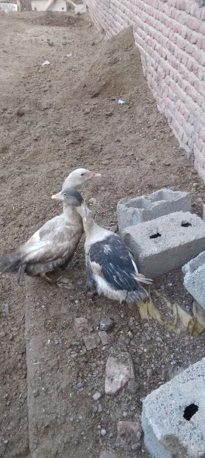 دو عدد غاز نر و ماده به فروش میرسد جوان|حیوانات مزرعه|ایلخچی, |دیوار