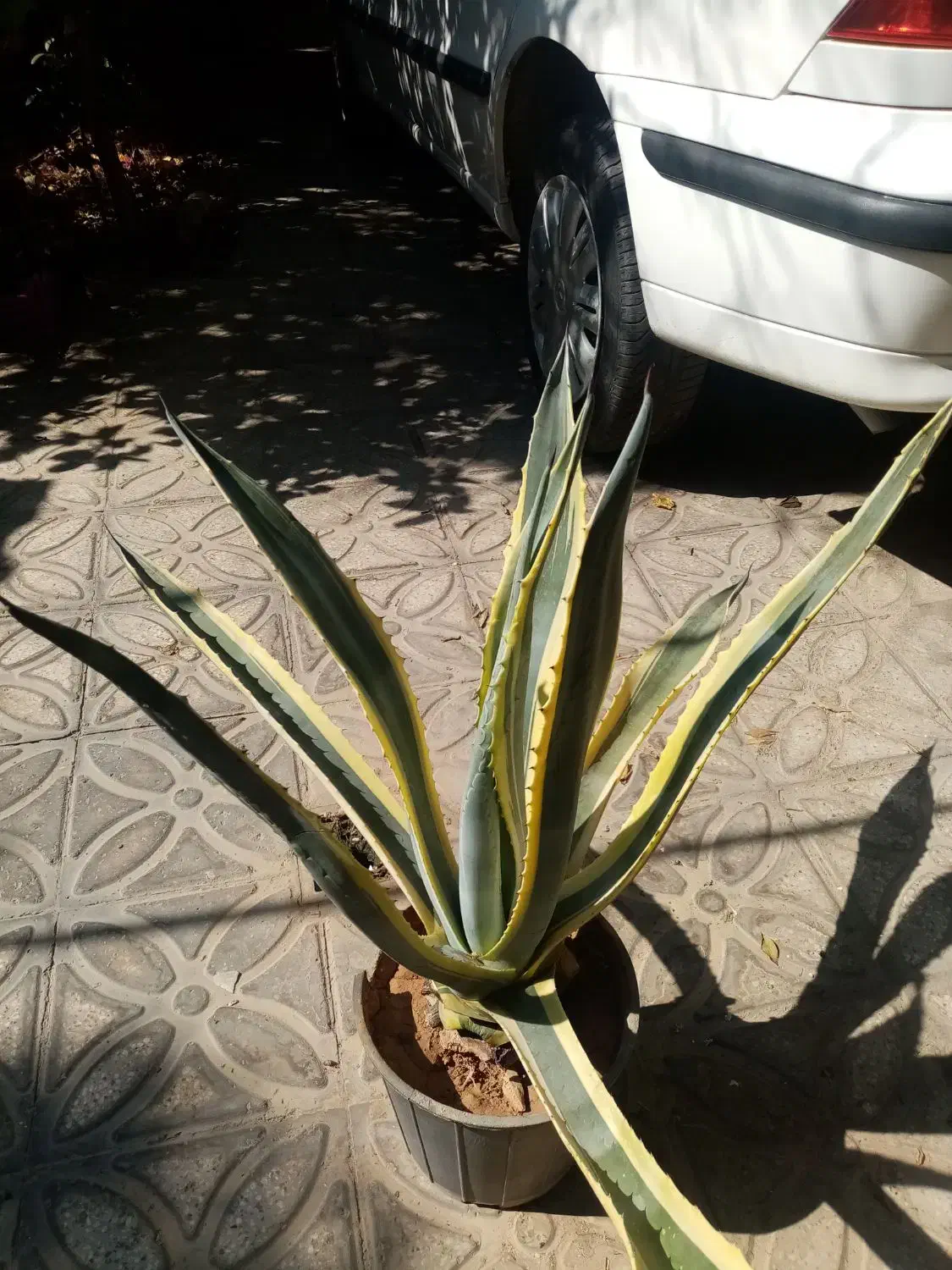 کاکتوس آگاو|گل و گیاه طبیعی|شیراز, تحویلی|دیوار