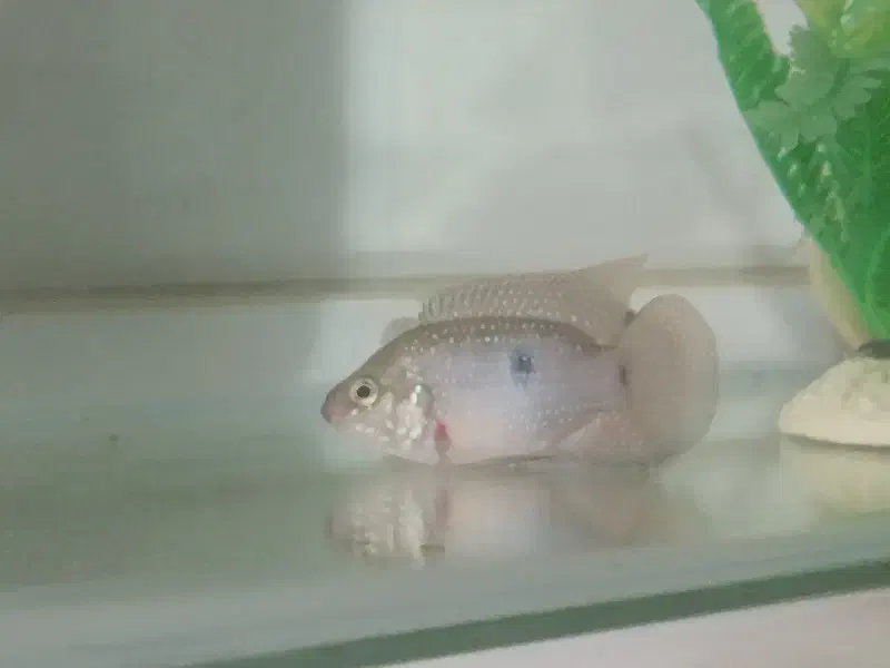 جوئل|ماهی|سلماس, |دیوار